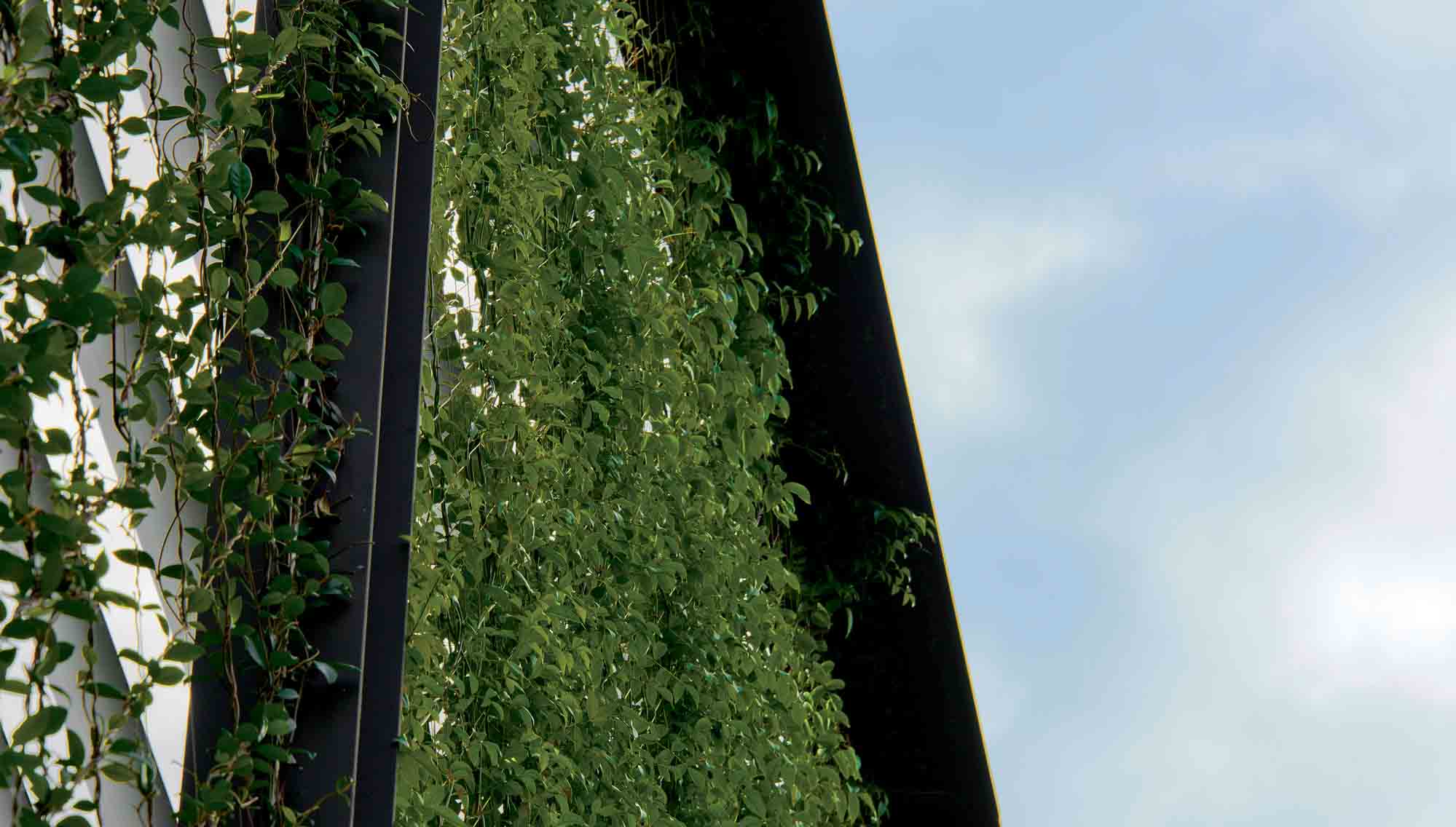 Ronstan Tensile Architecture Green Walls Vertical Gardens