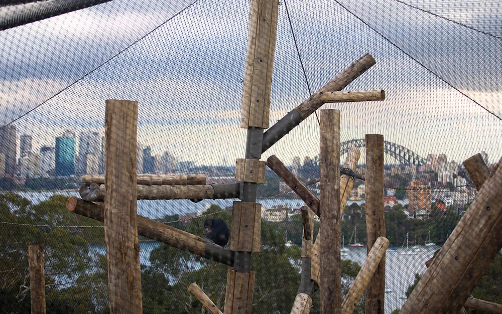Ronstan was fully responsible for the design and installation of the chimpanzee zoo enclosure including masts, cables, wire mesh and non-climb panels. Installation of these elements called for careful planning and execution and required the use of a full birdcage scaffold inside the structure to enable installers to deal with the mesh’s unique and complex behaviour.