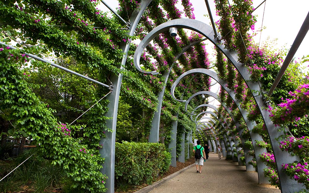 The vertical gardens of the Southbank Arbour have become a defining symbol of South Bank with its 443 curling, tendril-like columns of steel, each covered with a train of vibrant magenta bougainvillea plants.